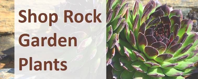 Shop rock garden plants 2